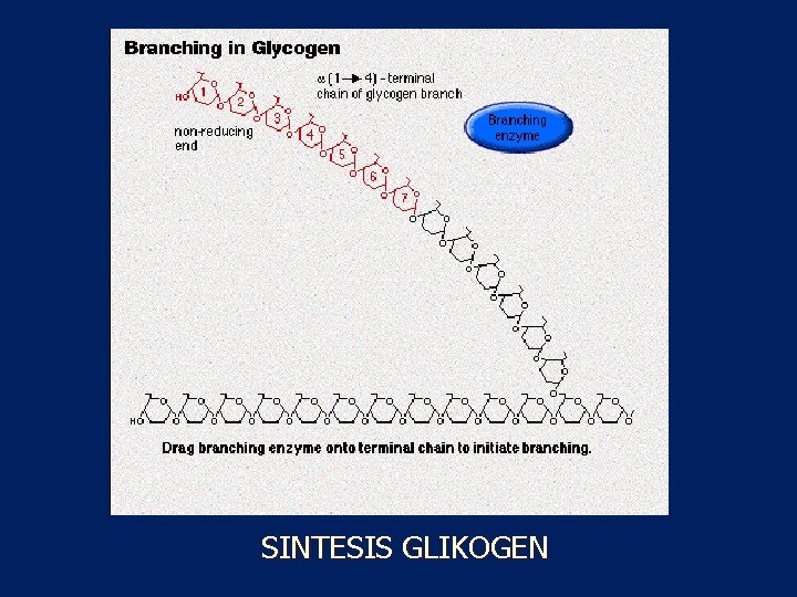 SINTESIS GLIKOGEN 