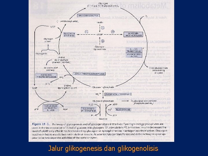 Jalur glikogenesis dan glikogenolisis 