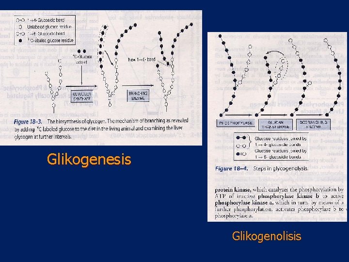 Glikogenesis Glikogenolisis 