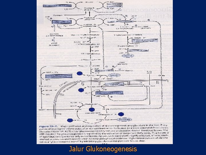 Jalur Glukoneogenesis 