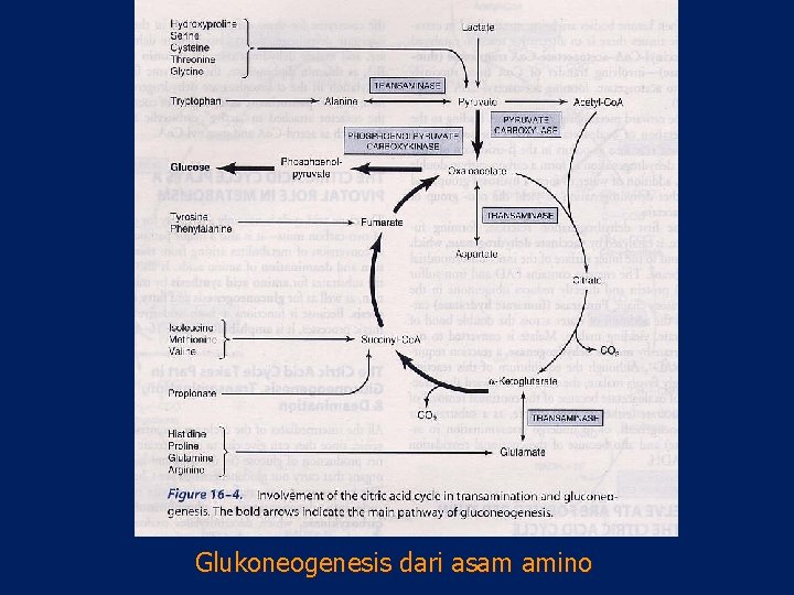 Glukoneogenesis dari asam amino 