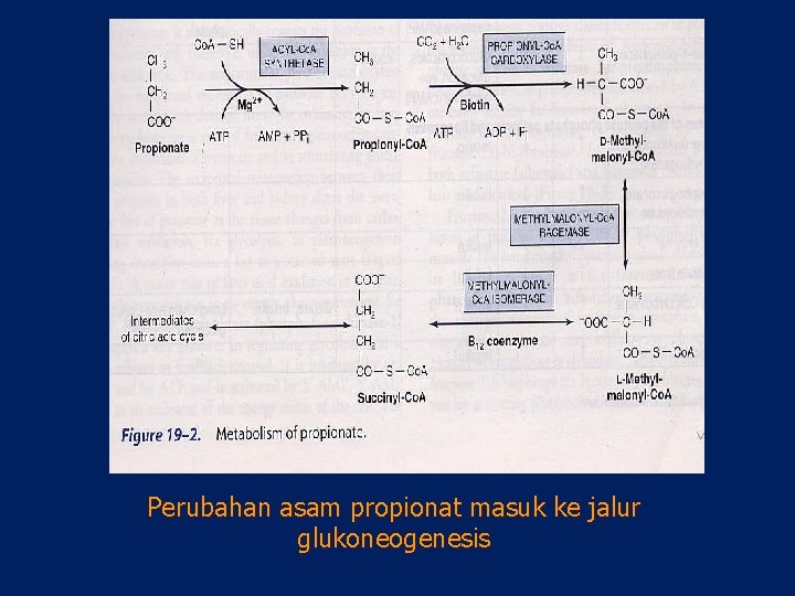 Perubahan asam propionat masuk ke jalur glukoneogenesis 