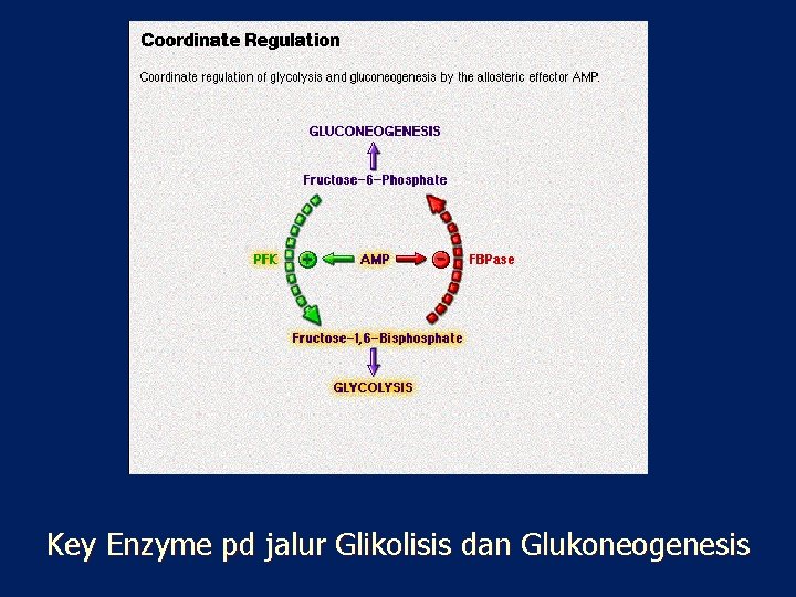 Key Enzyme pd jalur Glikolisis dan Glukoneogenesis 