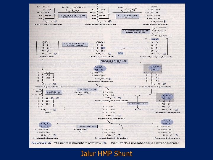 Jalur HMP Shunt 