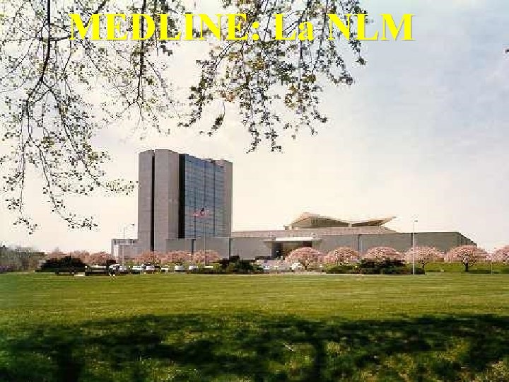 MEDLINE: La NLM 