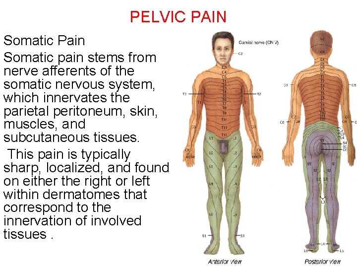 PELVIC PAIN Somatic Pain Somatic pain stems from nerve afferents of the somatic nervous