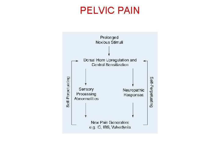 PELVIC PAIN 