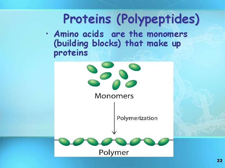 Proteins (Polypeptides) • Amino acids are the monomers (building blocks) that make up proteins