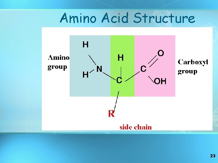 Amino Acid Structure 23 