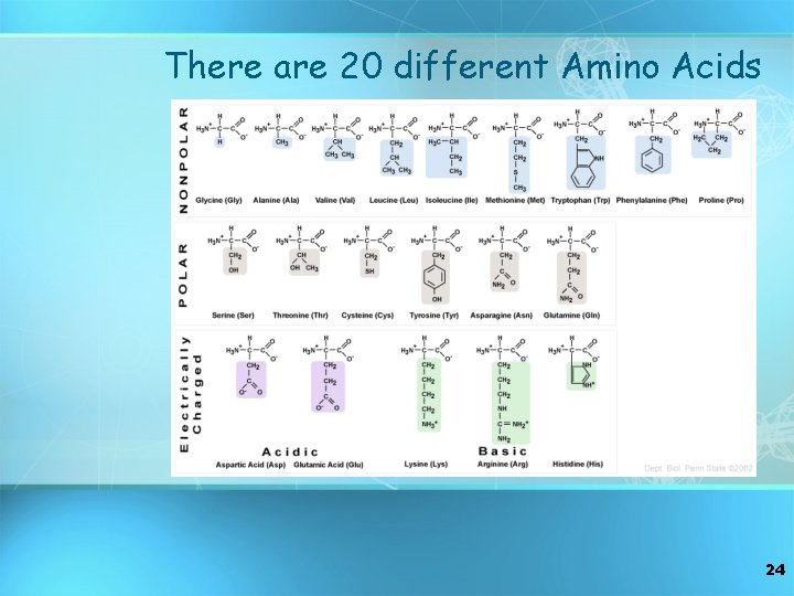 There are 20 different Amino Acids 24 