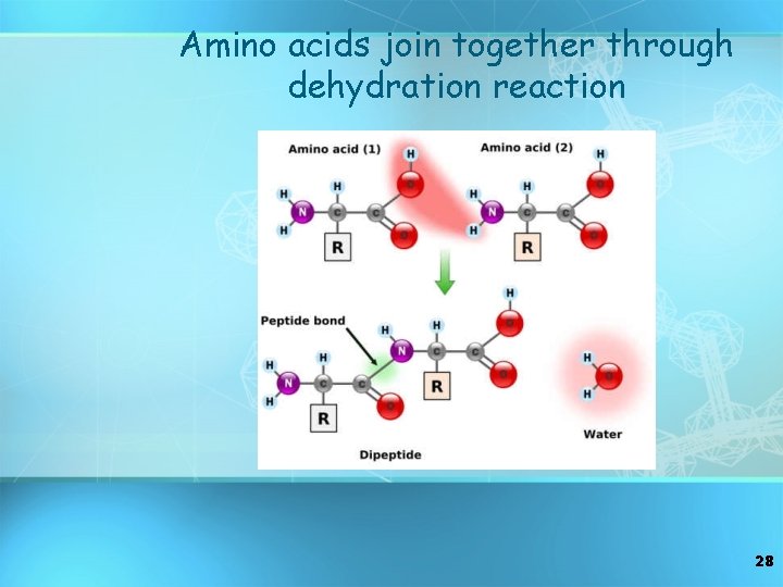 Amino acids join together through dehydration reaction 28 