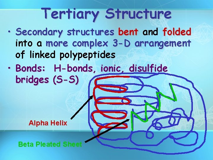 Tertiary Structure • Secondary structures bent and folded into a more complex 3 -D