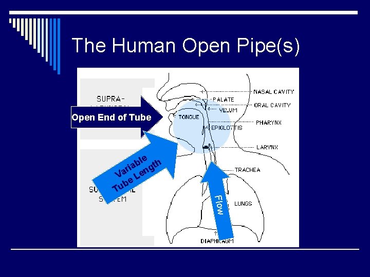 The Human Open Pipe(s) Open End of Tube le h b a ri engt