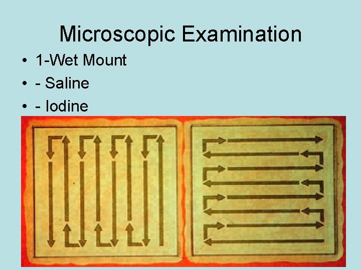 Microscopic Examination • 1 -Wet Mount • - Saline • - Iodine 