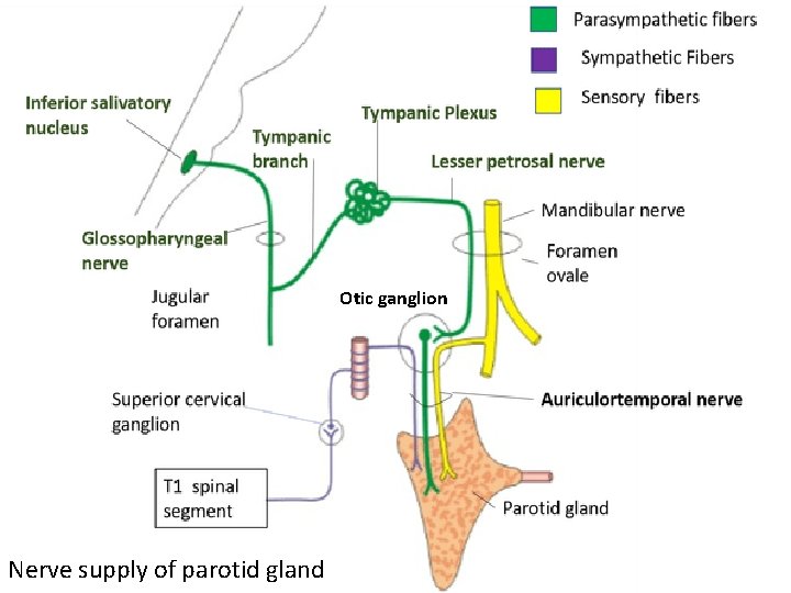 Otic ganglion Nerve supply of parotid gland 