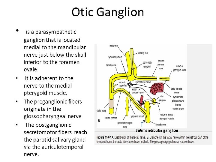 Submandibular ganglion 