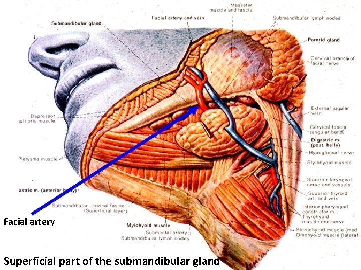 Facial artery Superficial part of the submandibular gland 