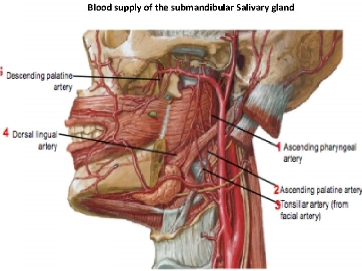 Blood supply of the submandibular Salivary gland 