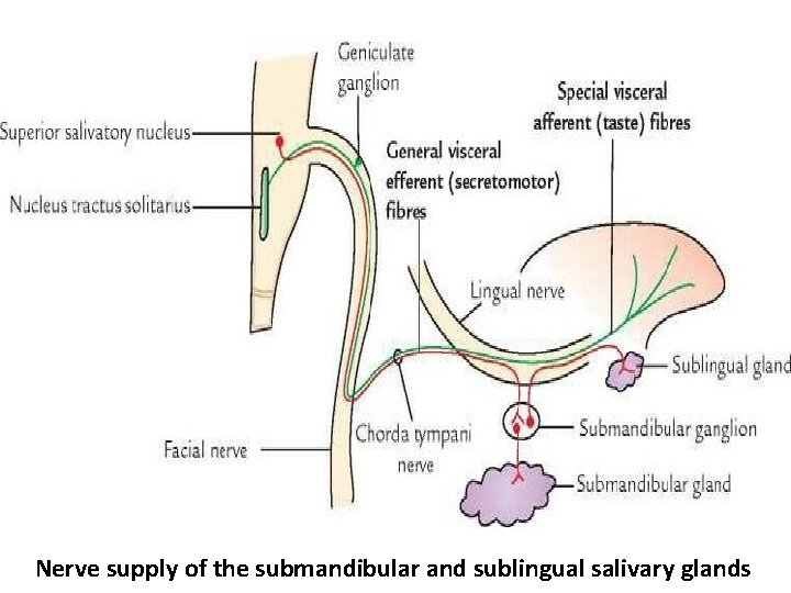 Nerve supply of the submandibular and sublingual salivary glands 