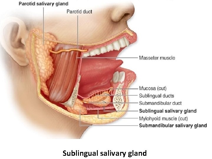 Sublingual salivary gland 