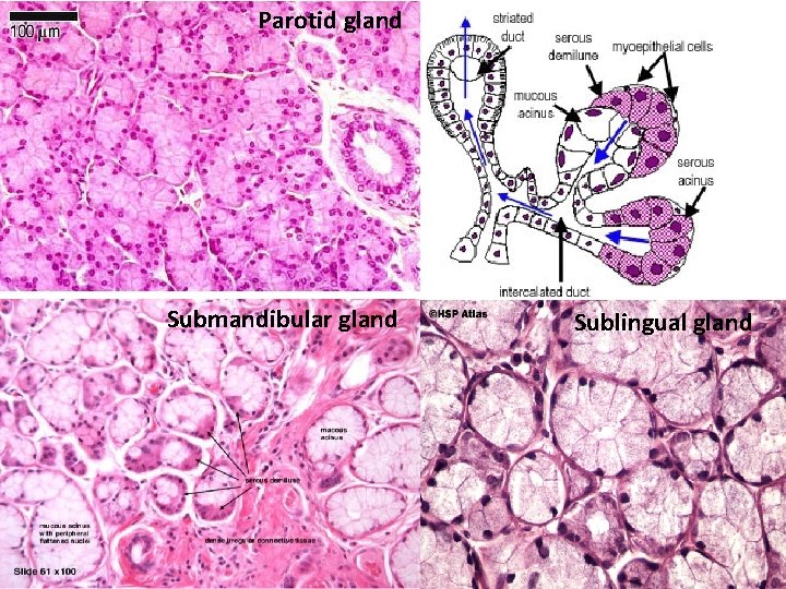 Parotid gland Submandibular gland Sublingual gland 
