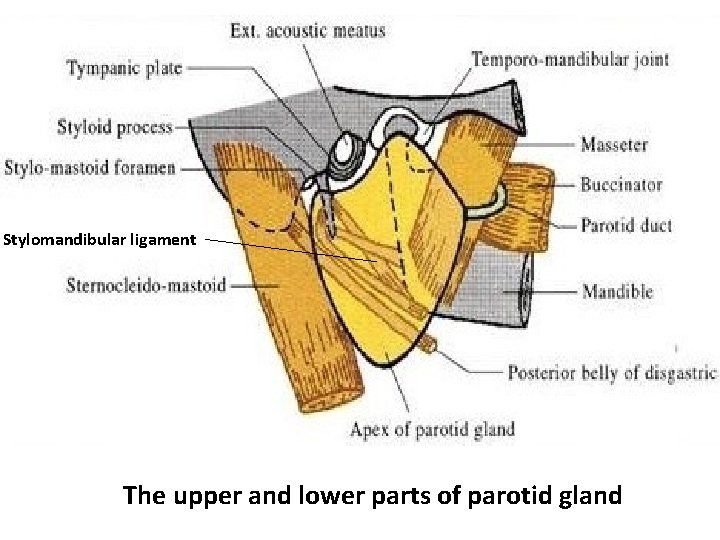 Stylomandibular ligament The upper and lower parts of parotid gland 