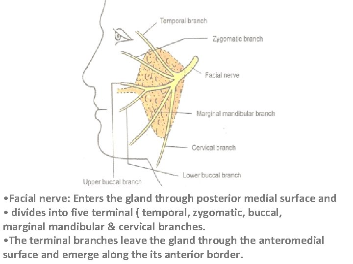  • Facial nerve: Enters the gland through posterior medial surface and • divides