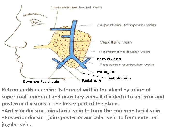 Post. division Common Facial vein Ext Jug. V. Ant. division Facial vein Retromandibular vein: