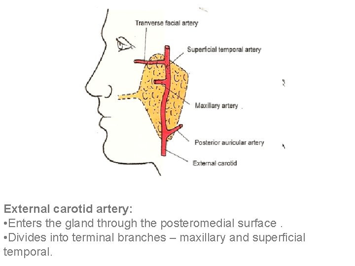 External carotid artery: • Enters the gland through the posteromedial surface. • Divides into