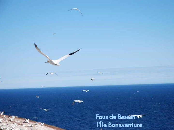 Fous de Bassan l'Île Bonaventure 