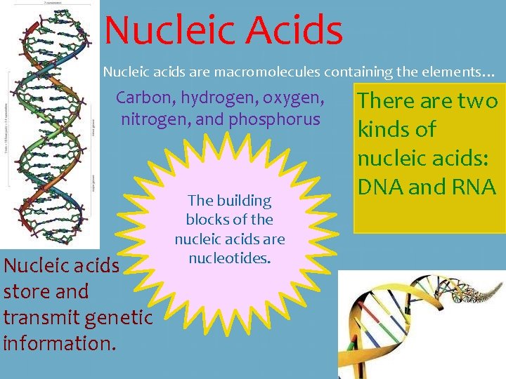 Nucleic Acids Nucleic acids are macromolecules containing the elements… Carbon, hydrogen, oxygen, nitrogen, and