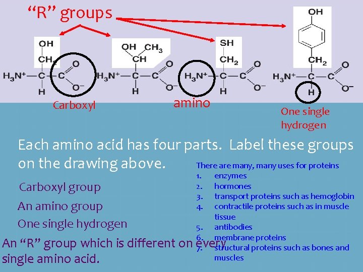 “R” groups Carboxyl amino One single hydrogen Each amino acid has four parts. Label