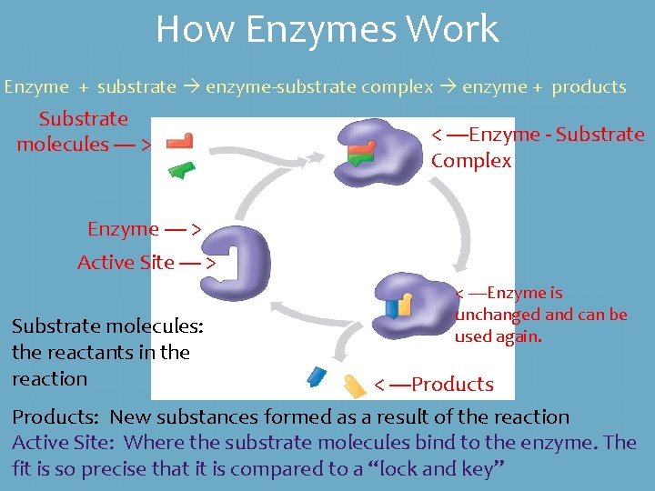 How Enzymes Work Enzyme + substrate enzyme-substrate complex enzyme + products Substrate molecules ----