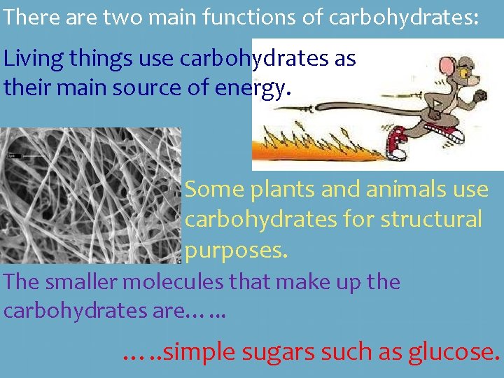 There are two main functions of carbohydrates: Living things use carbohydrates as their main