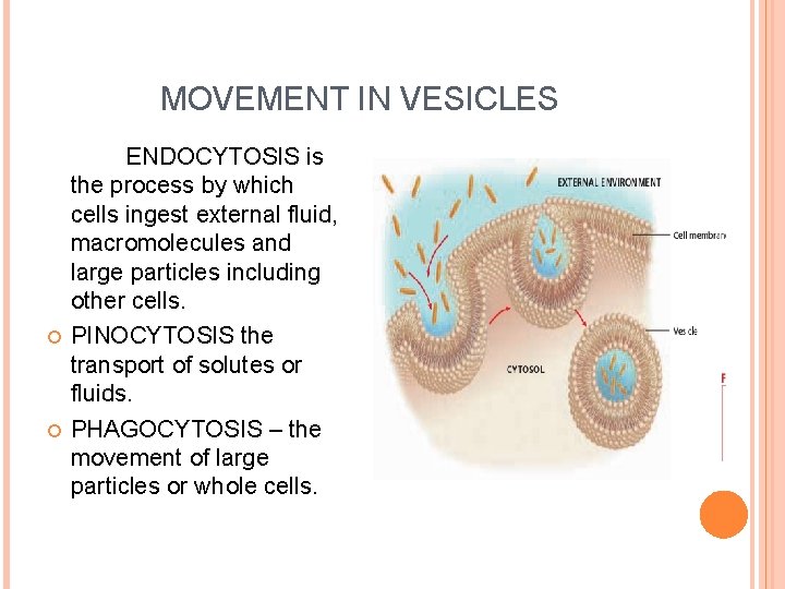 HOMEOSTASIS AND CELL TRANSPORT OSMOSIS the process by