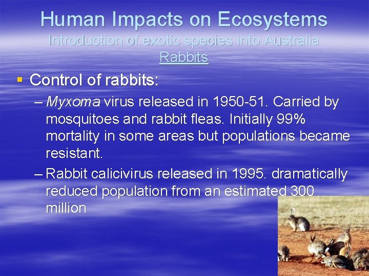 Human Impacts on Ecosystems Introduction of exotic species into Australia Rabbits § Control of