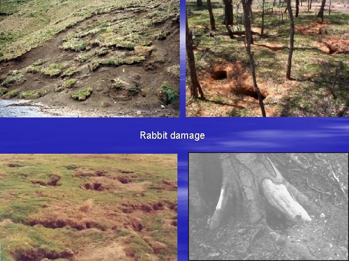 Rabbit damage 