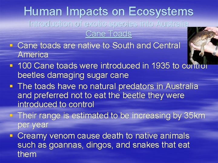 Human Impacts on Ecosystems § § § Introduction of exotic species into Australia Cane