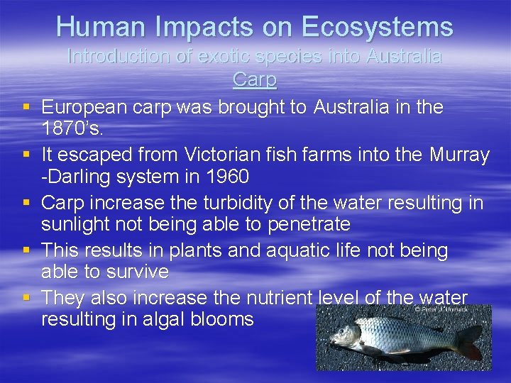 Human Impacts on Ecosystems § § § Introduction of exotic species into Australia Carp