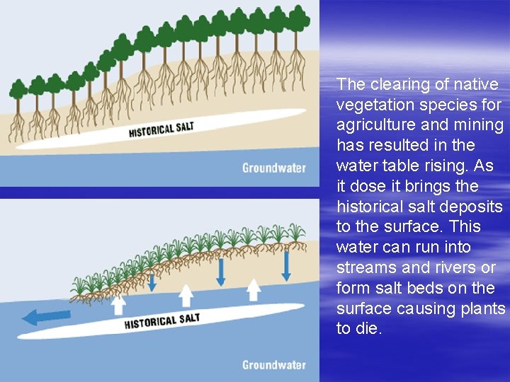 The clearing of native vegetation species for agriculture and mining has resulted in the