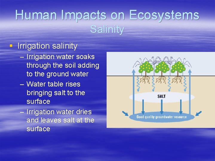 Human Impacts on Ecosystems Salinity § Irrigation salinity – Irrigation water soaks through the