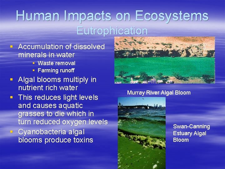 Human Impacts on Ecosystems Eutrophication § Accumulation of dissolved minerals in water § §