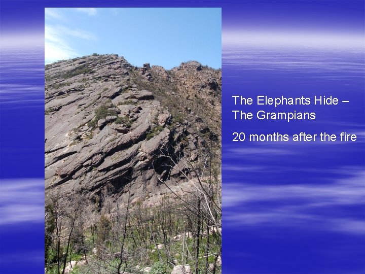 The Elephants Hide – The Grampians 20 months after the fire 