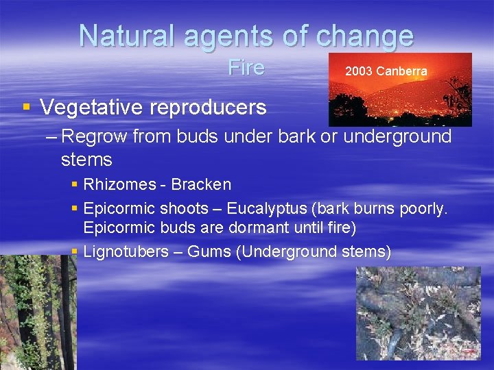 Natural agents of change Fire 2003 Canberra § Vegetative reproducers – Regrow from buds