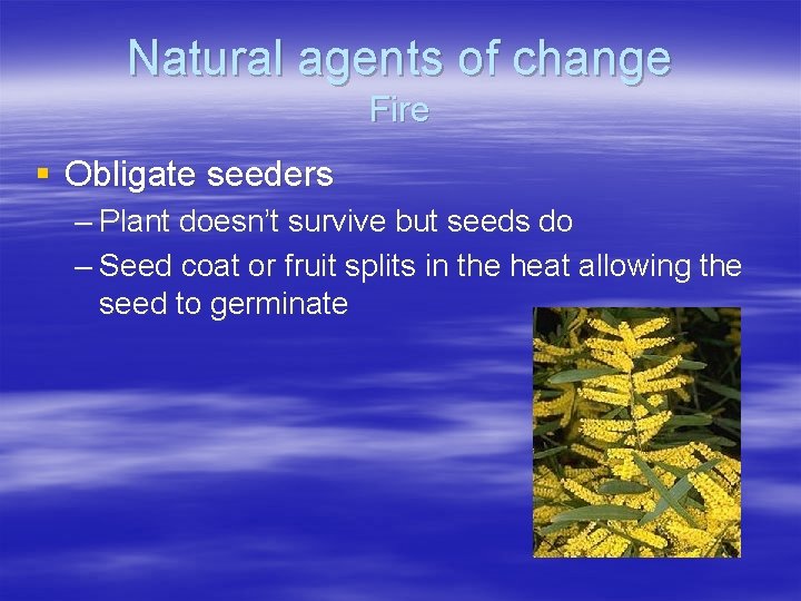 Natural agents of change Fire § Obligate seeders – Plant doesn’t survive but seeds