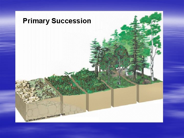 Primary Succession 
