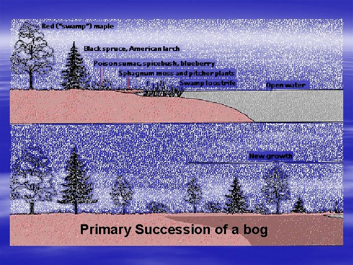 Primary Succession of a bog 