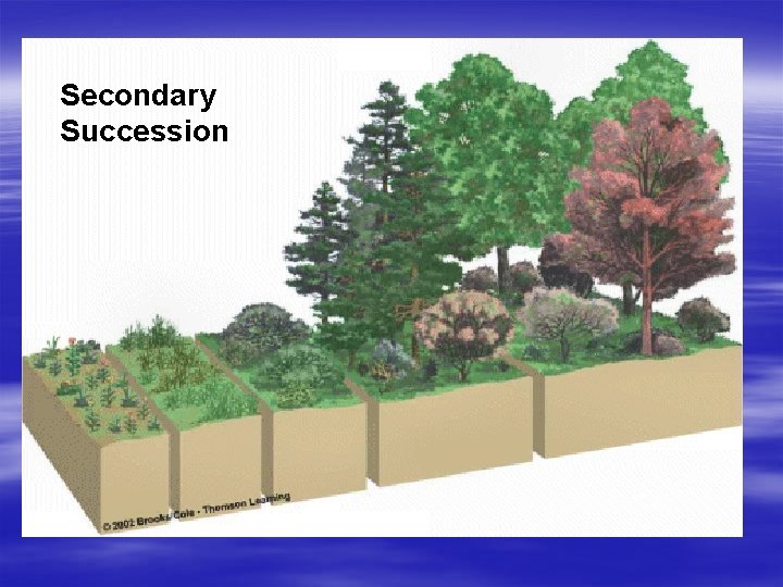 Secondary Succession 
