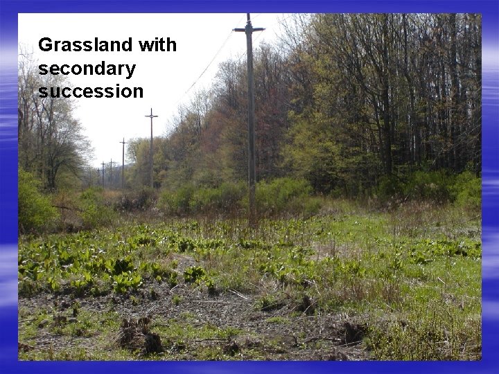 Grassland with secondary succession 