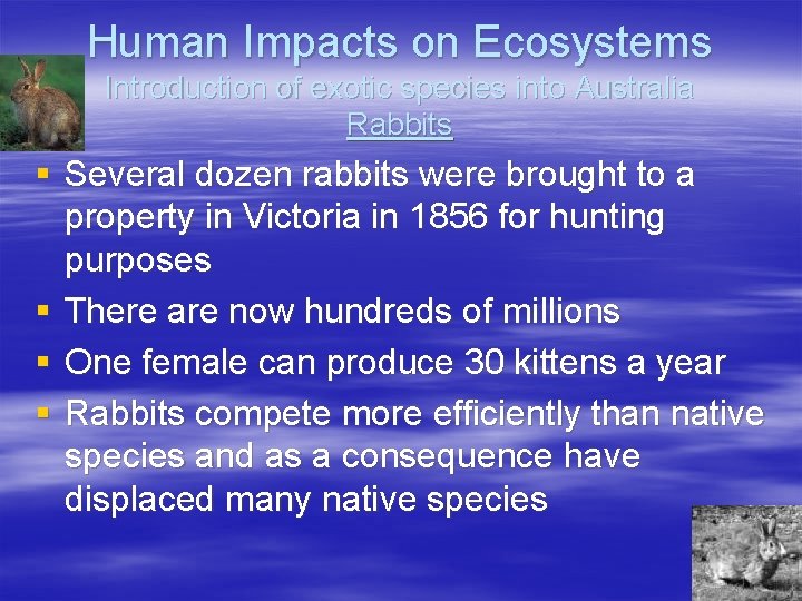 Human Impacts on Ecosystems Introduction of exotic species into Australia Rabbits § Several dozen